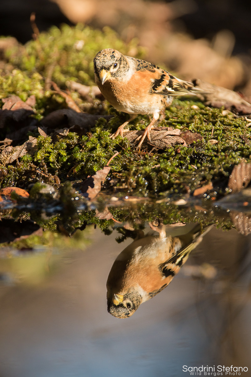 SLR - Brambling