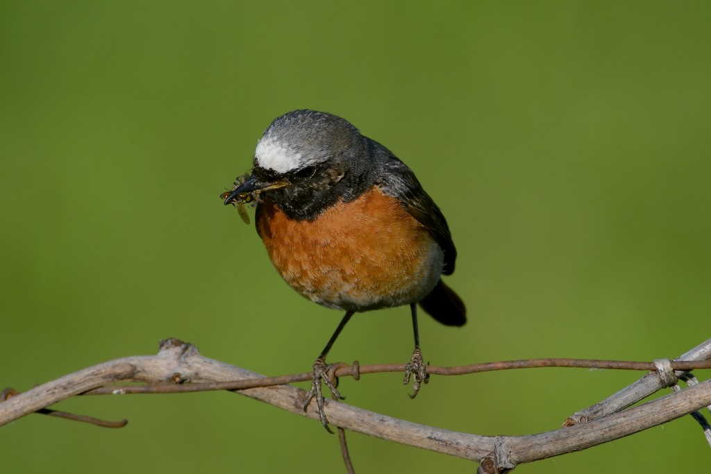 Codirosso con imbeccata