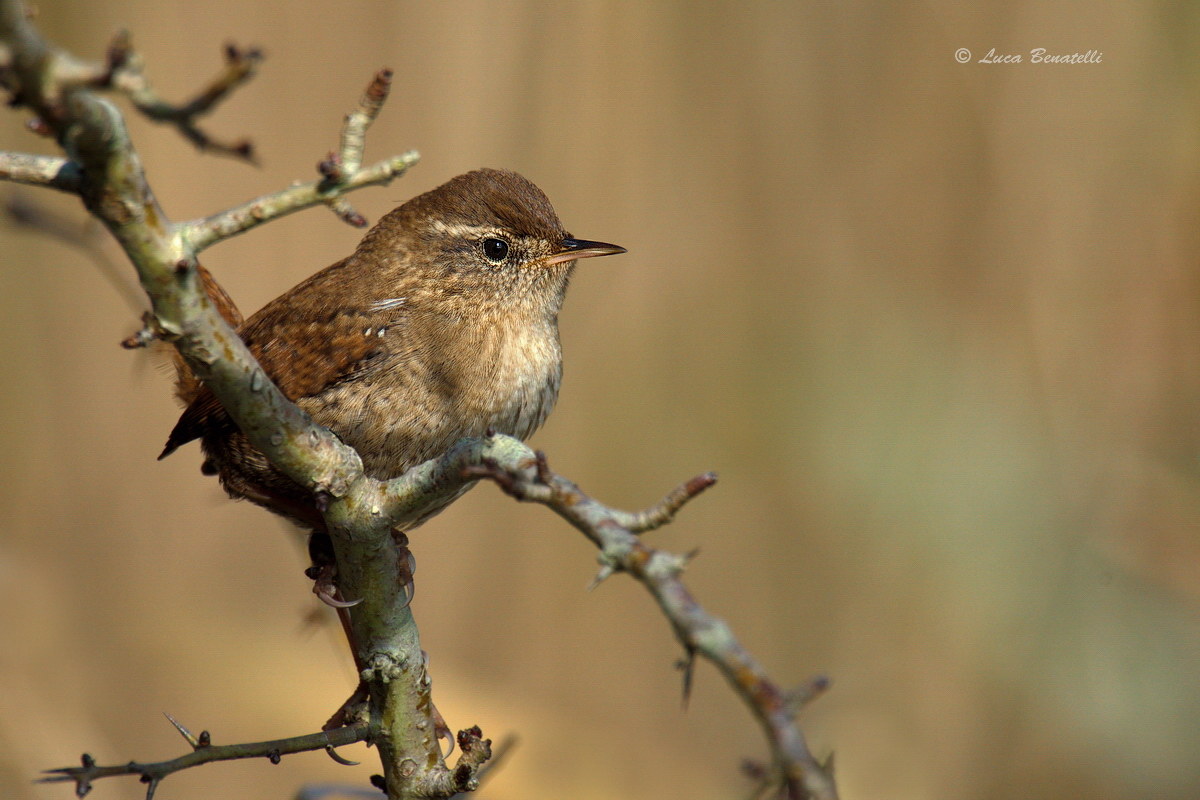 Wren