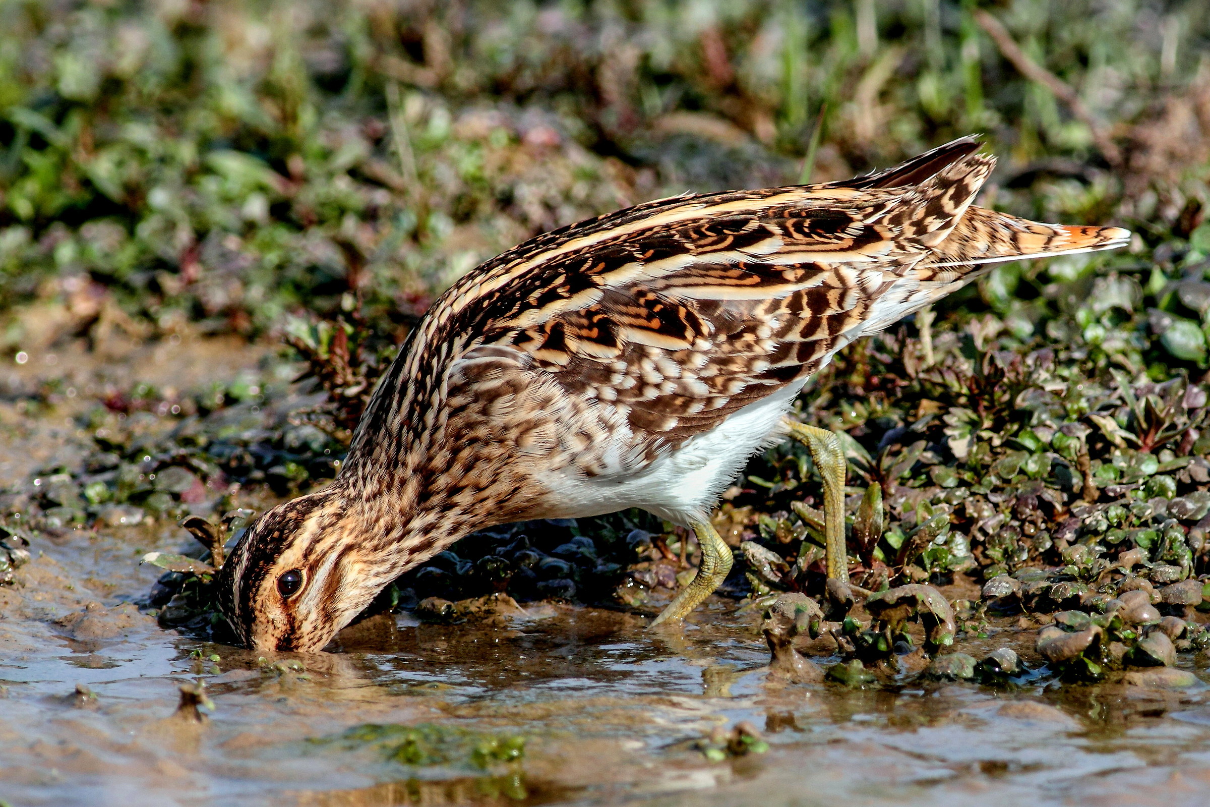 snipe in pasture