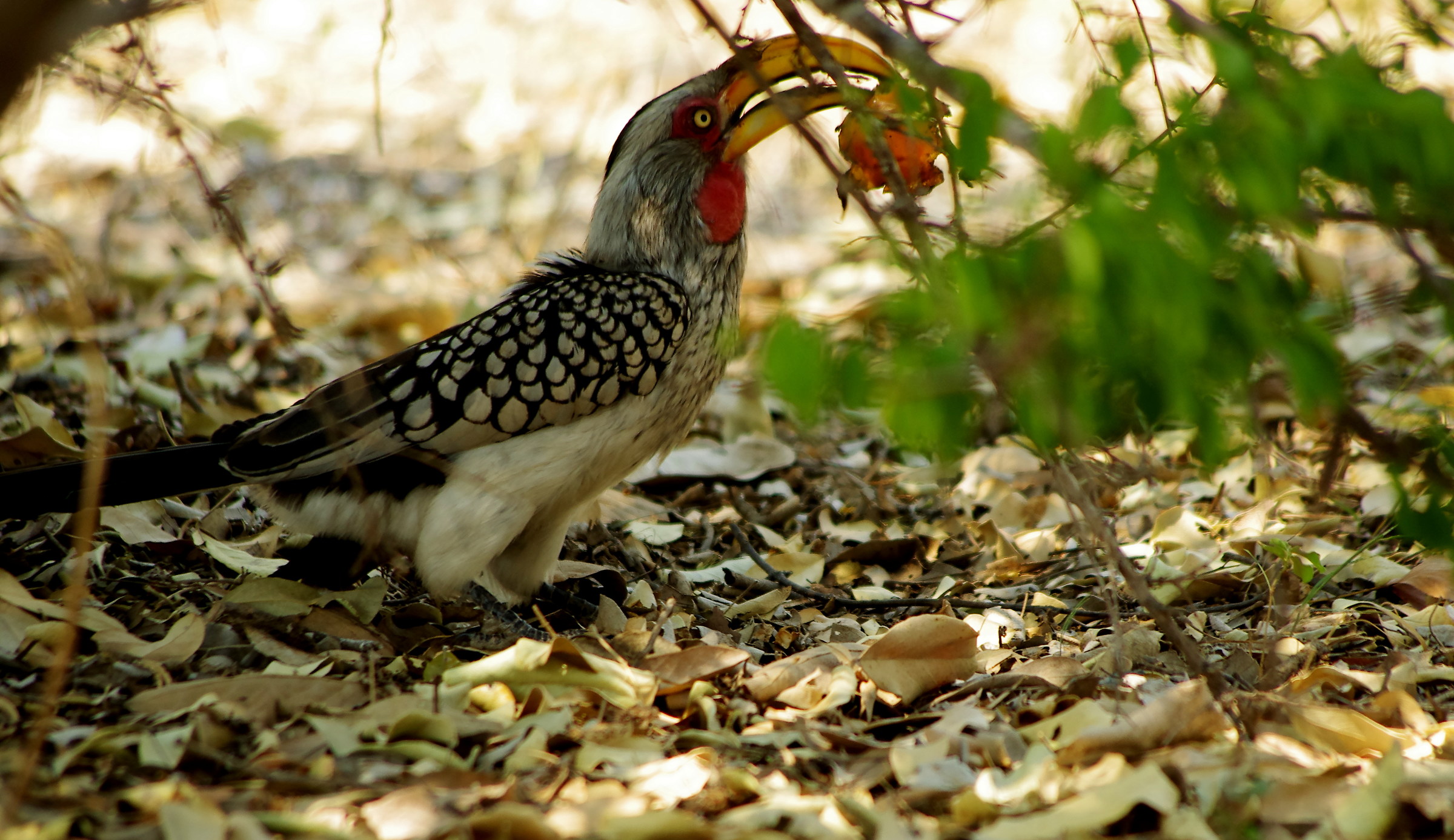 South Africa Yellow-billed Hornbill