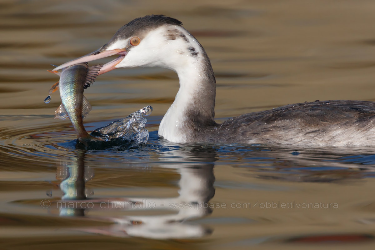 Great Crested Grebe (with perch)