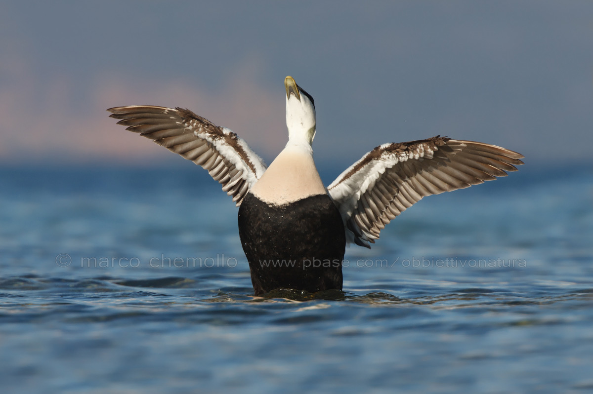 Eider