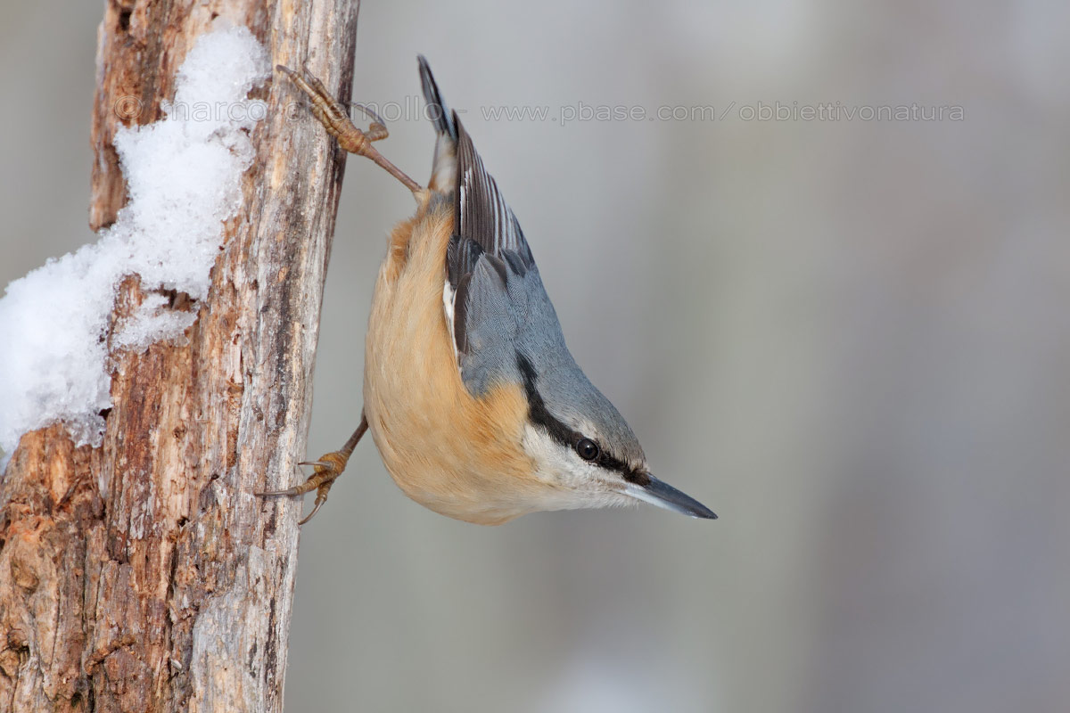 Nuthatch