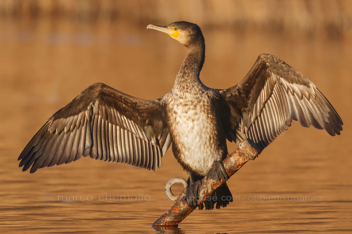 Cormorant