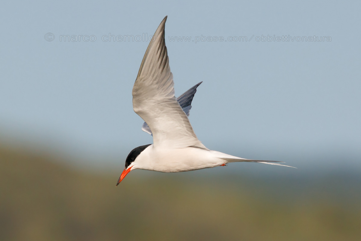 Tern