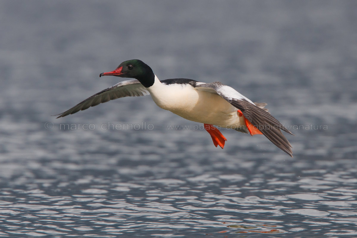 Merganser
