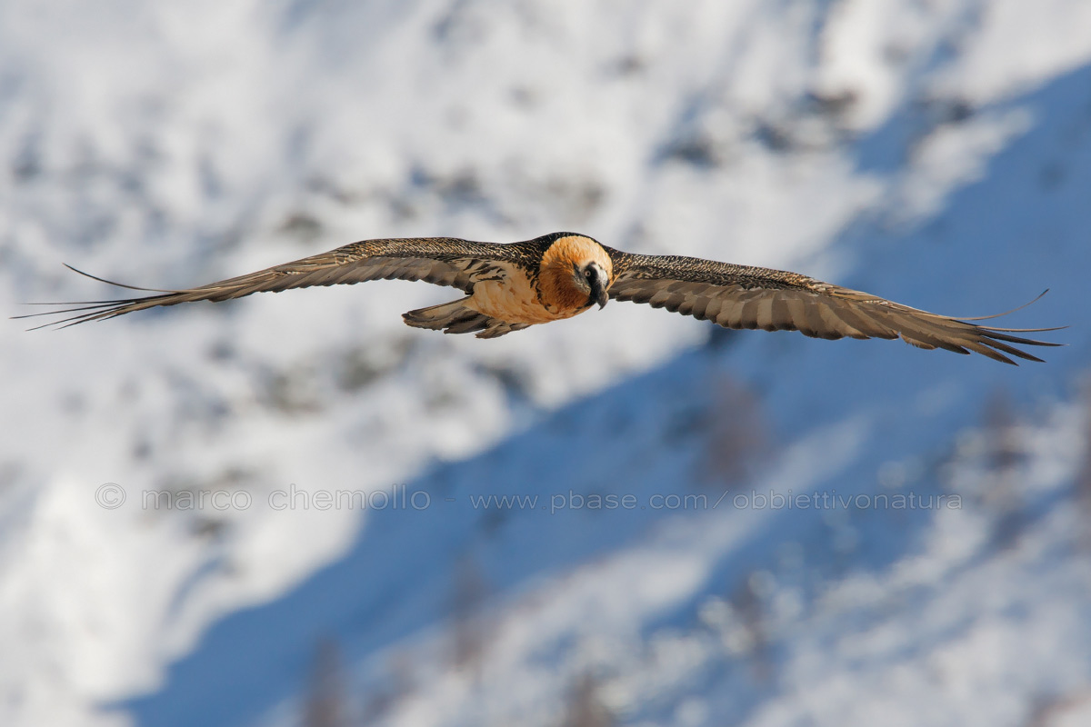 Bearded Vulture