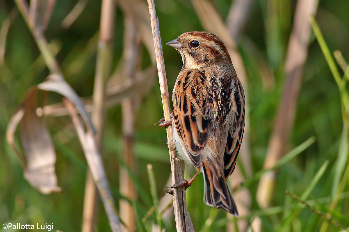 Buntings Marsh (Emberiza schoeniclus)