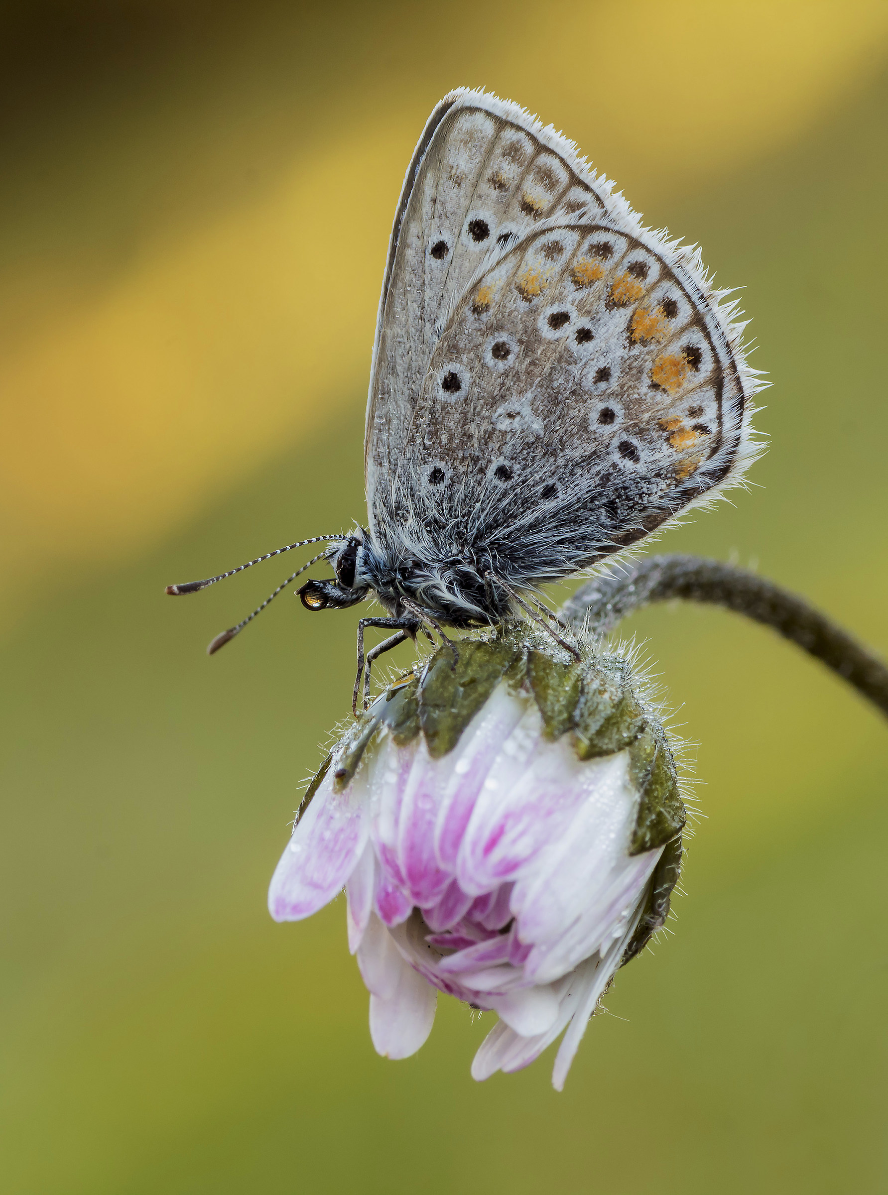 Polyommatus sp... (Licenide)