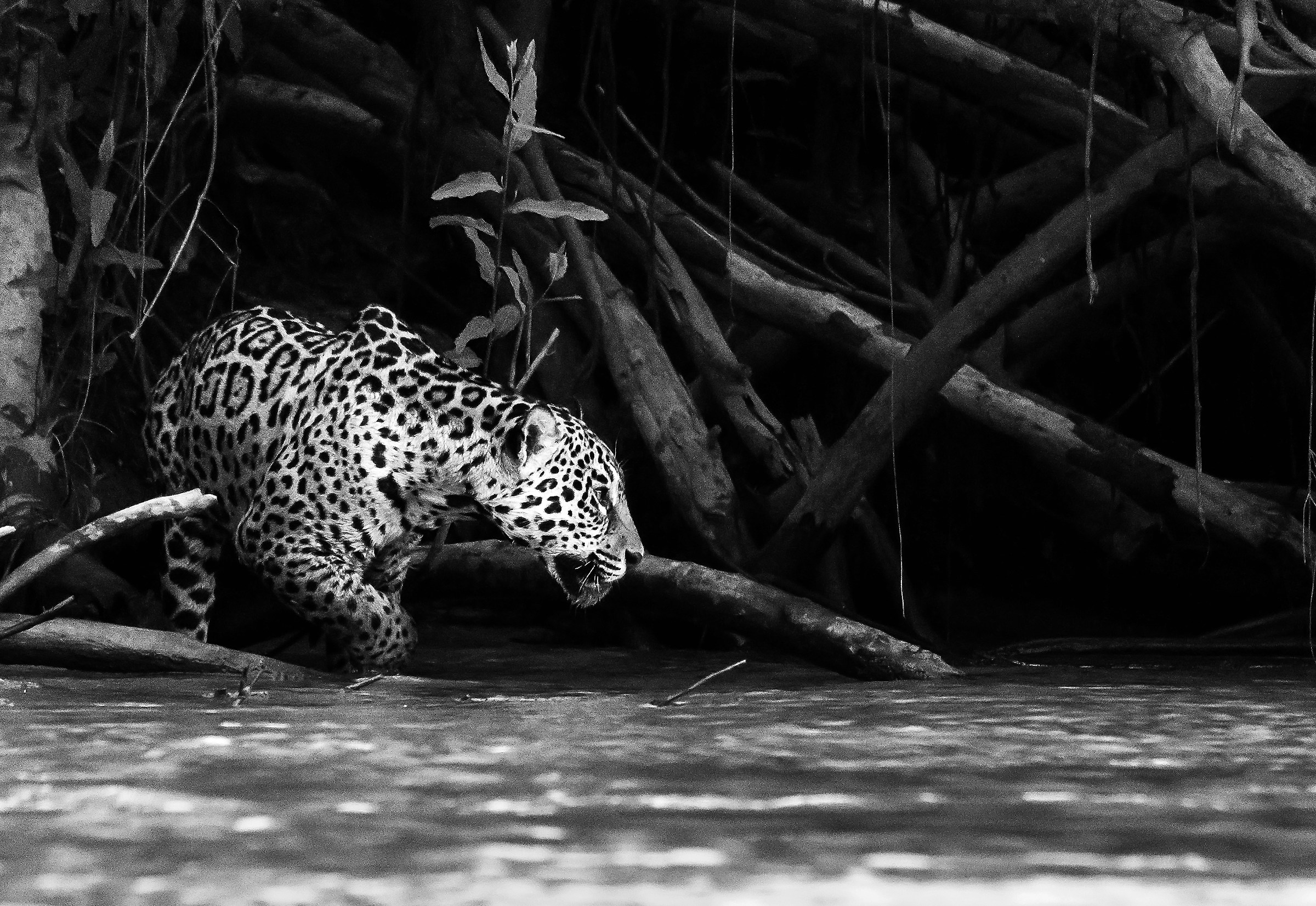 Pantanal 2015 - Jaguar B&W