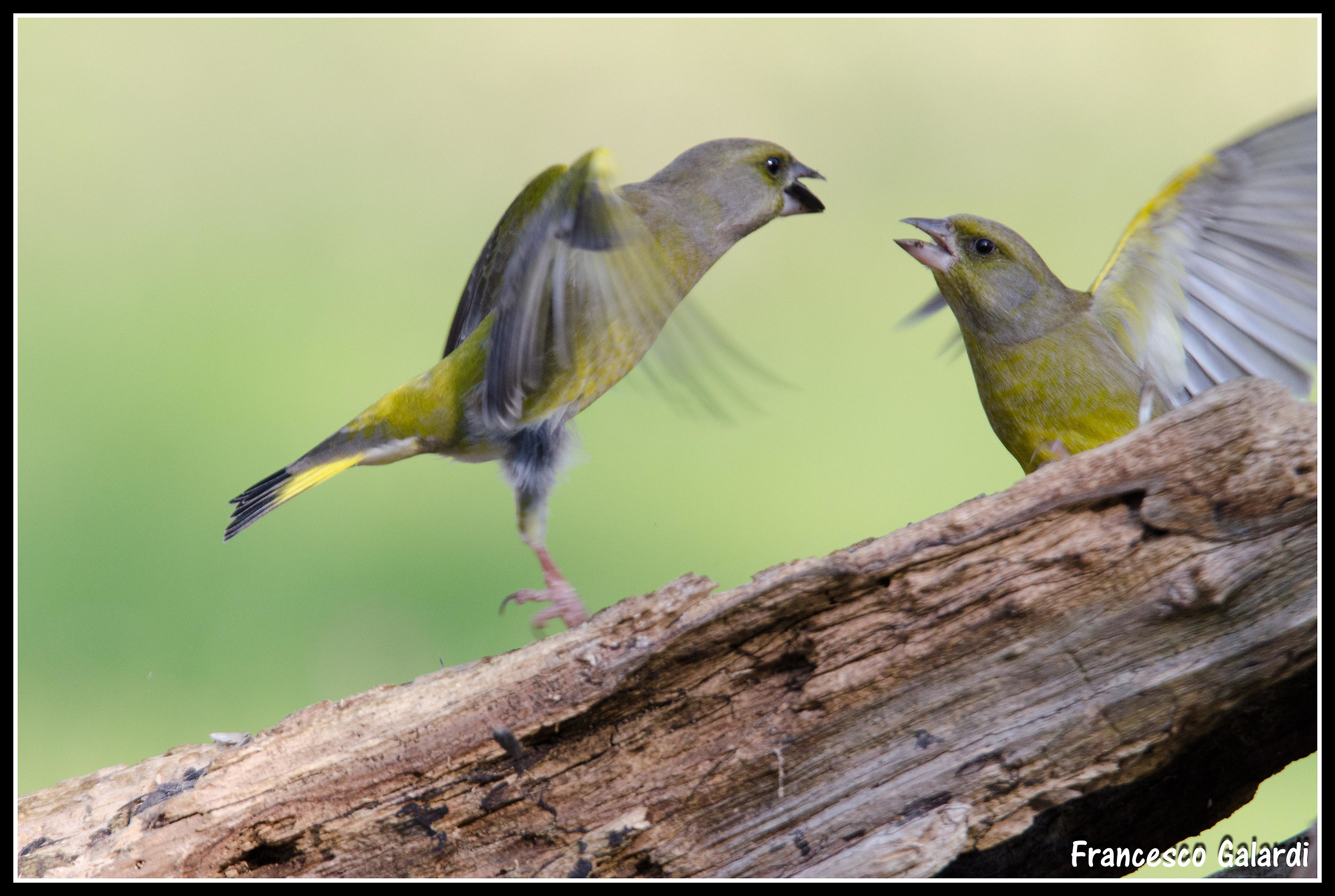 Argument between Greenfinches