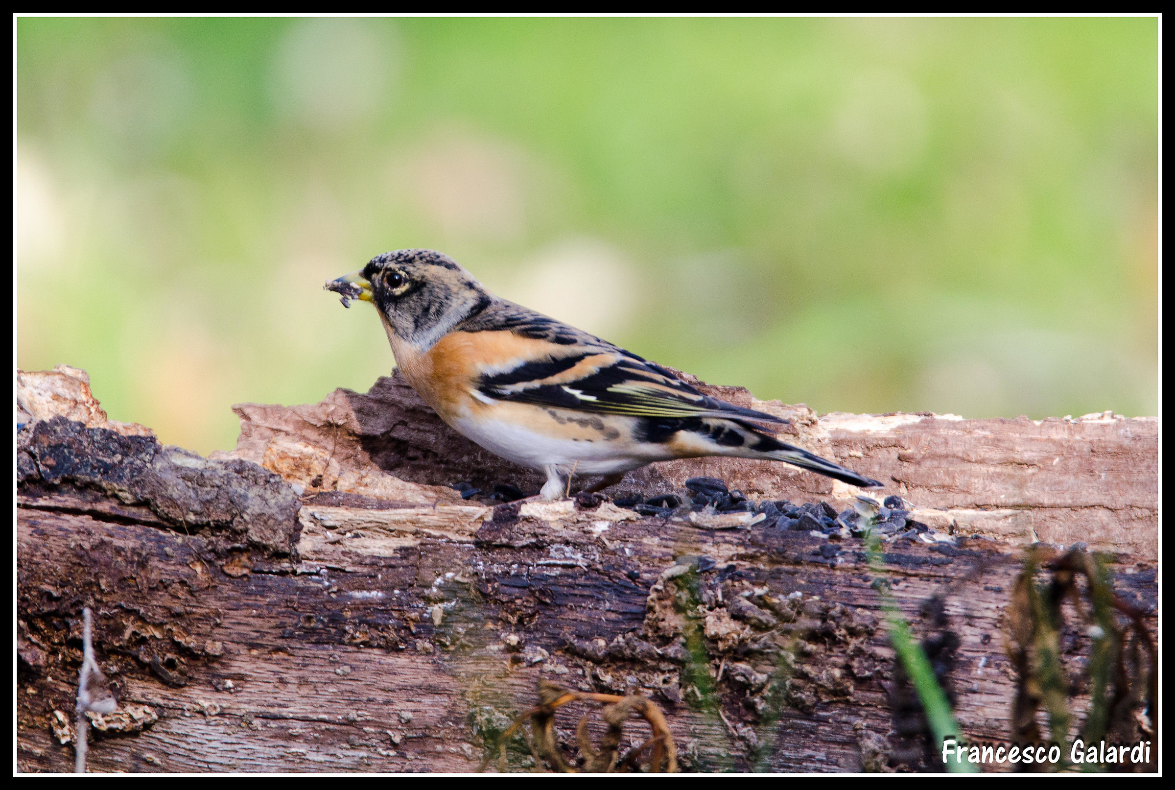 Brambling
