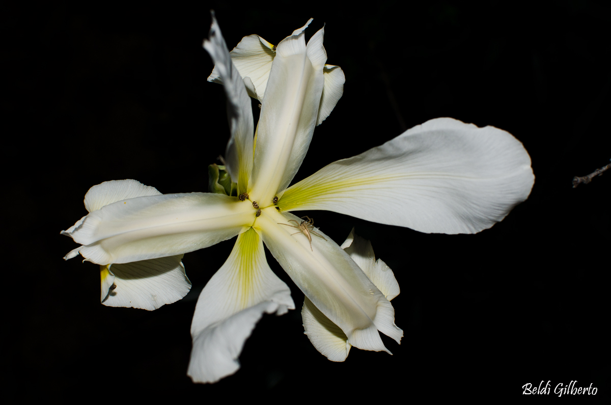 Iris white spider and guests for the night.