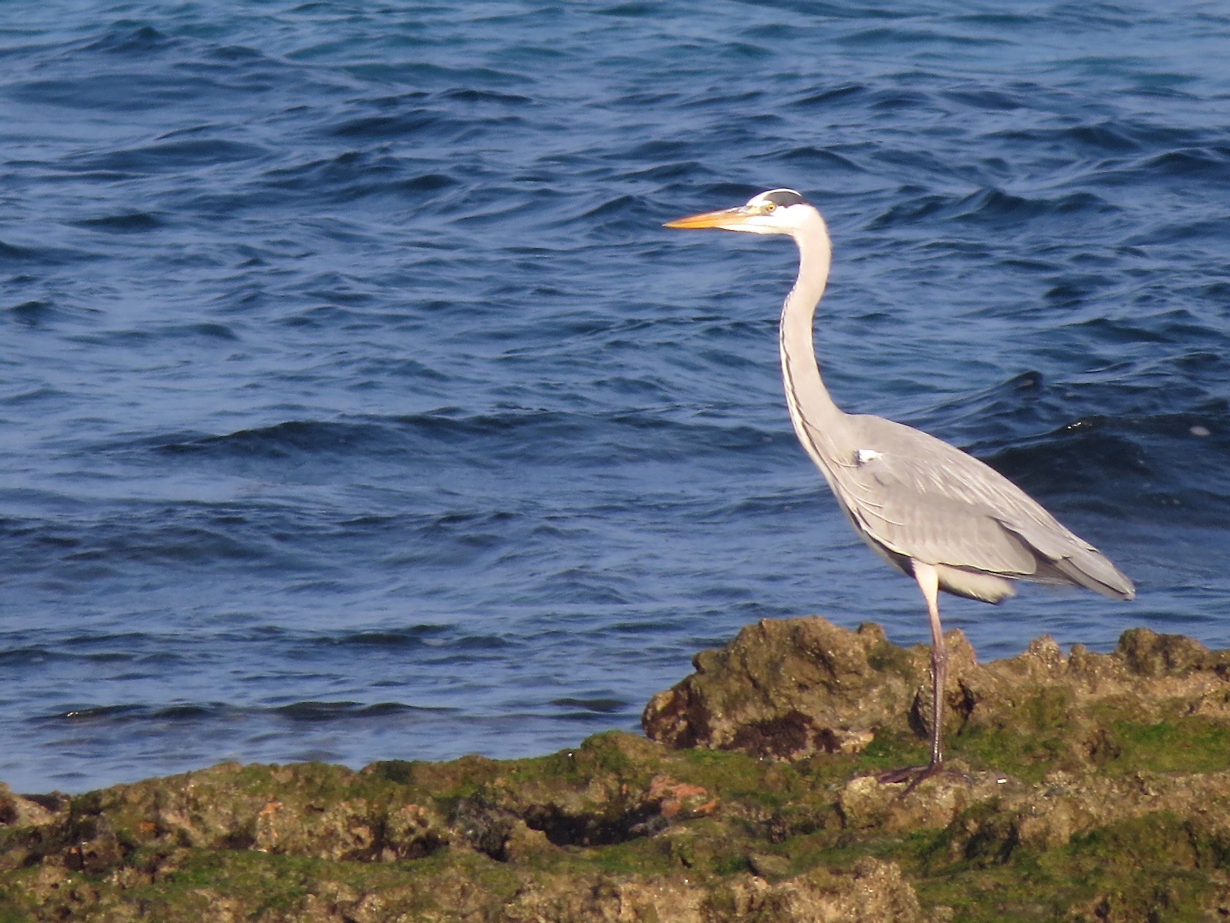 heron