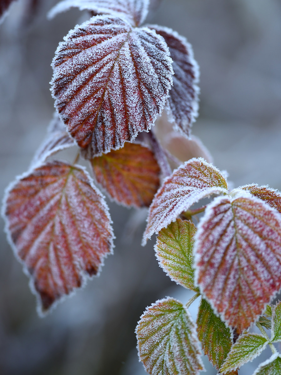 Autumn frost