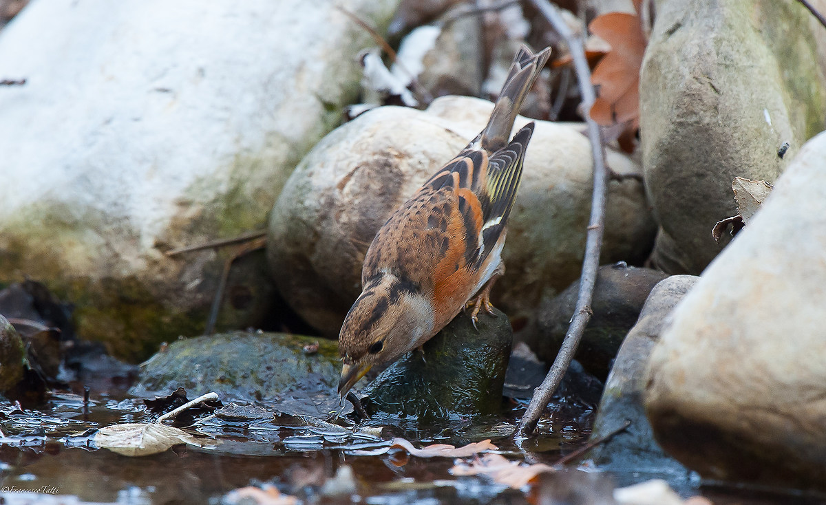 Brambling thirsty