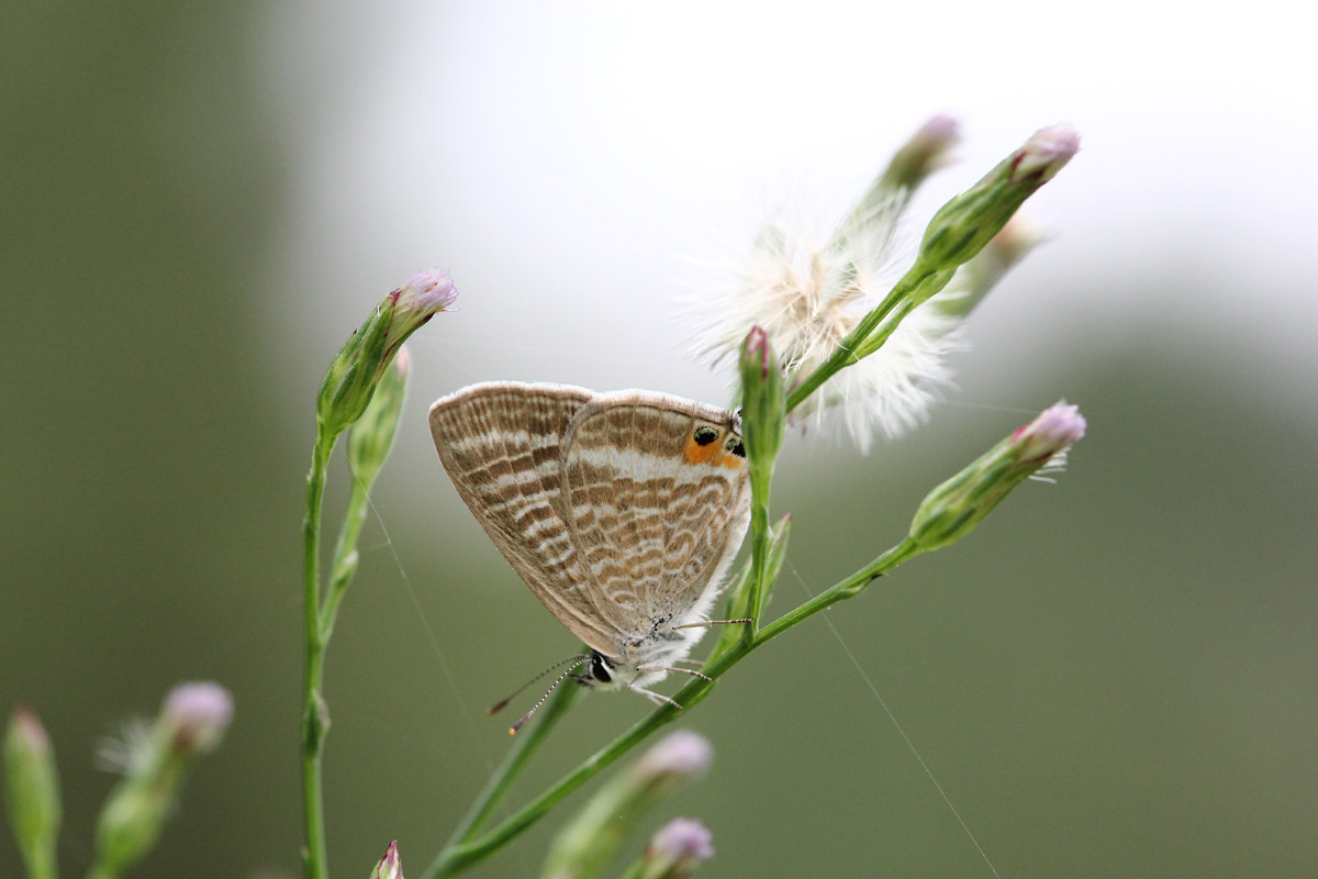 I enlighten me of "immense"