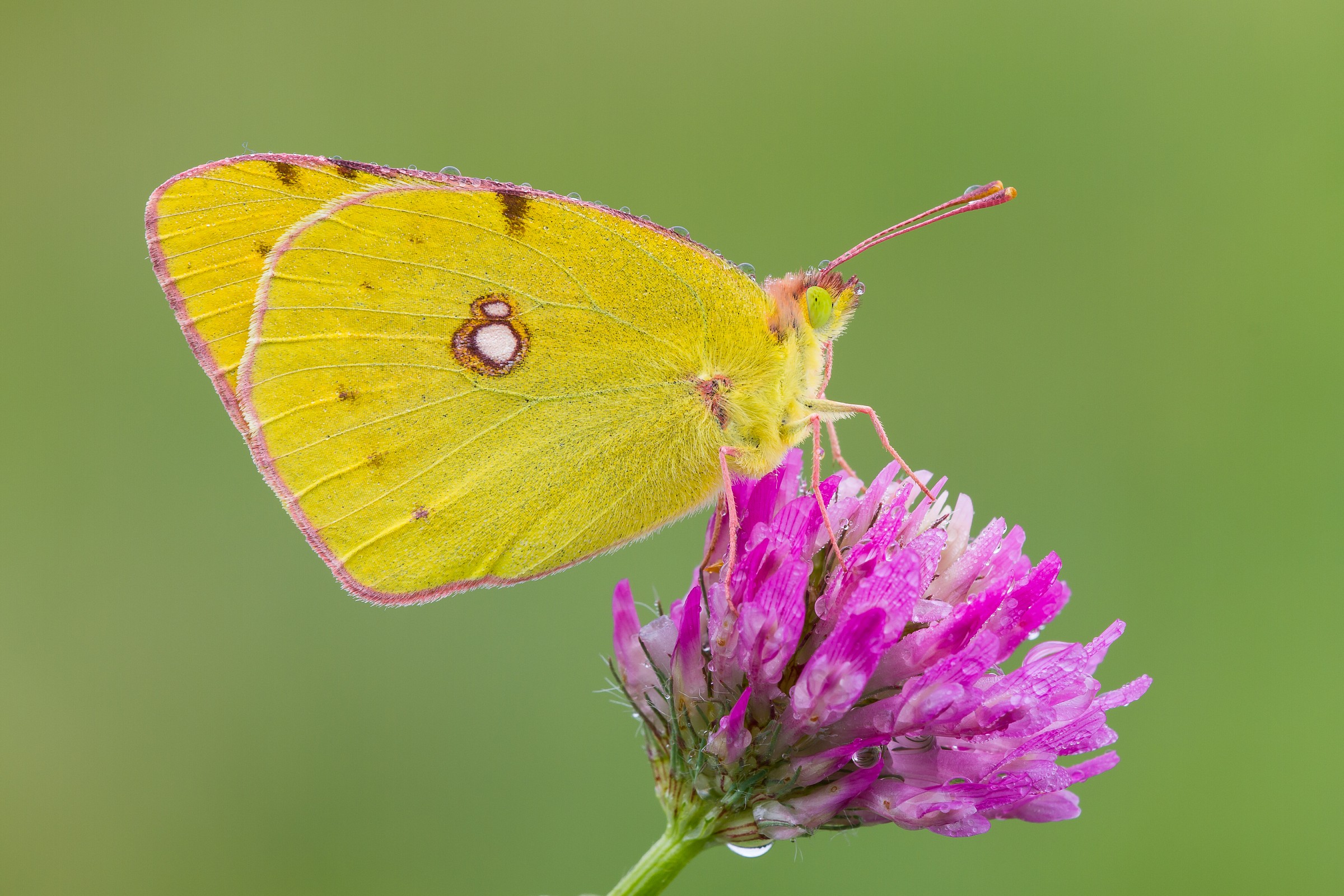 Colias crocea
