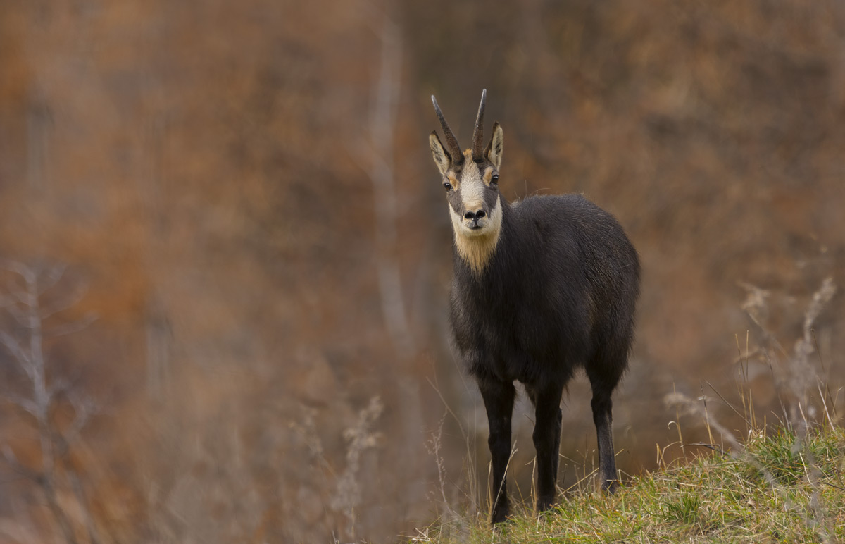 Chamois