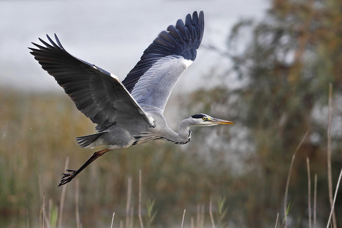 Grey Heron