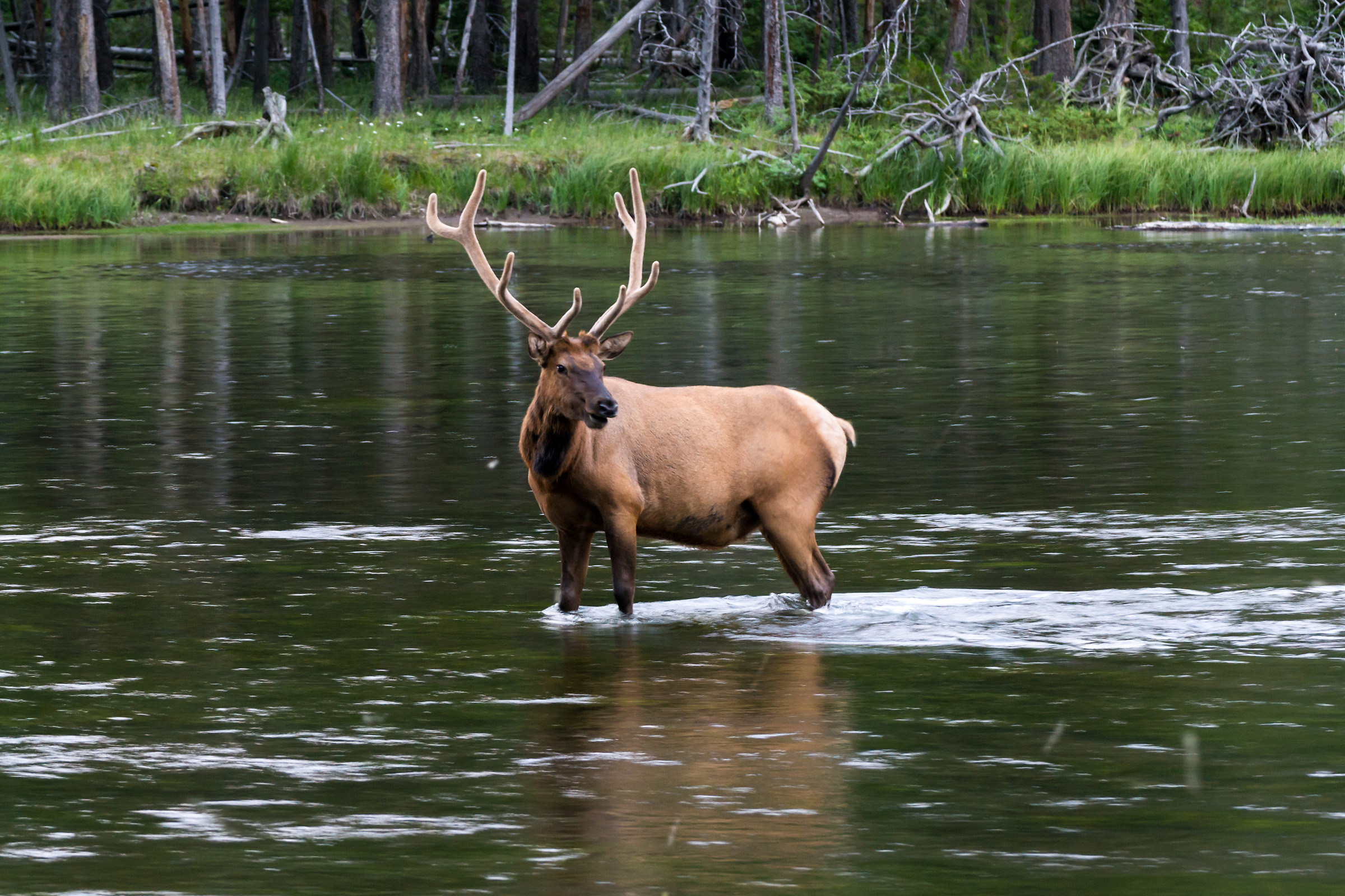 Bathing in Yellowstone