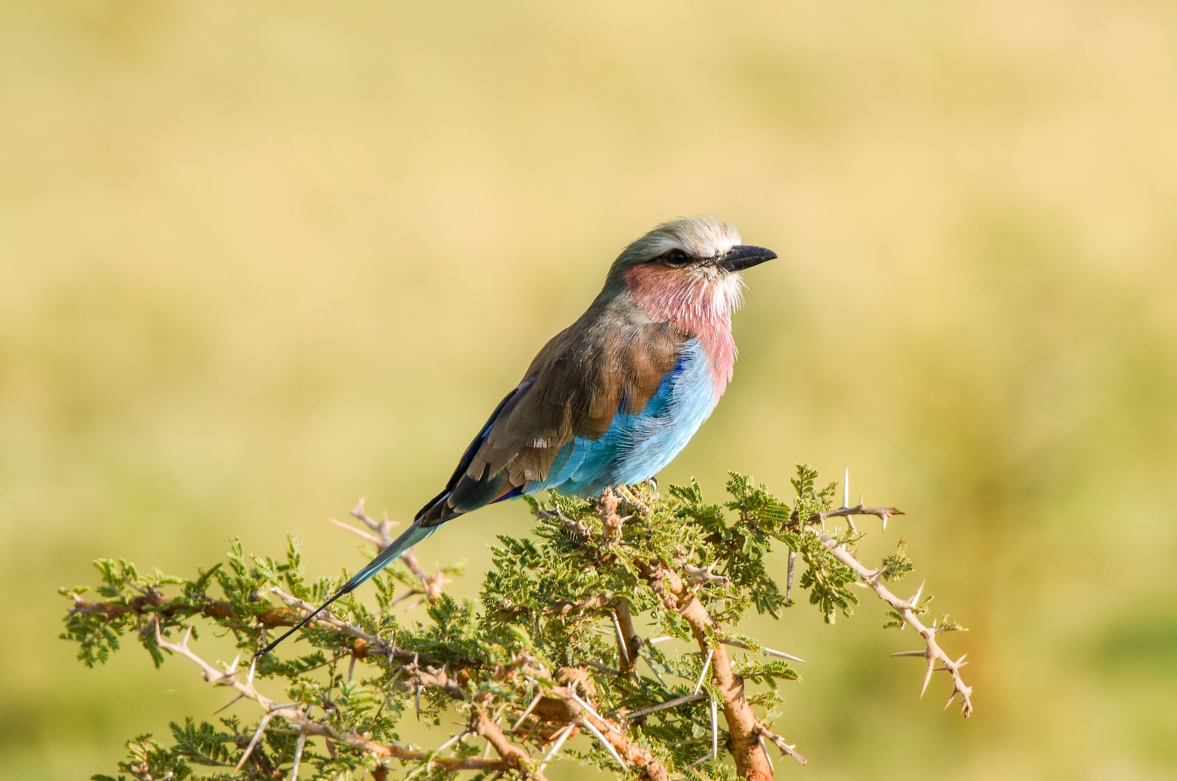 Eurasian roller