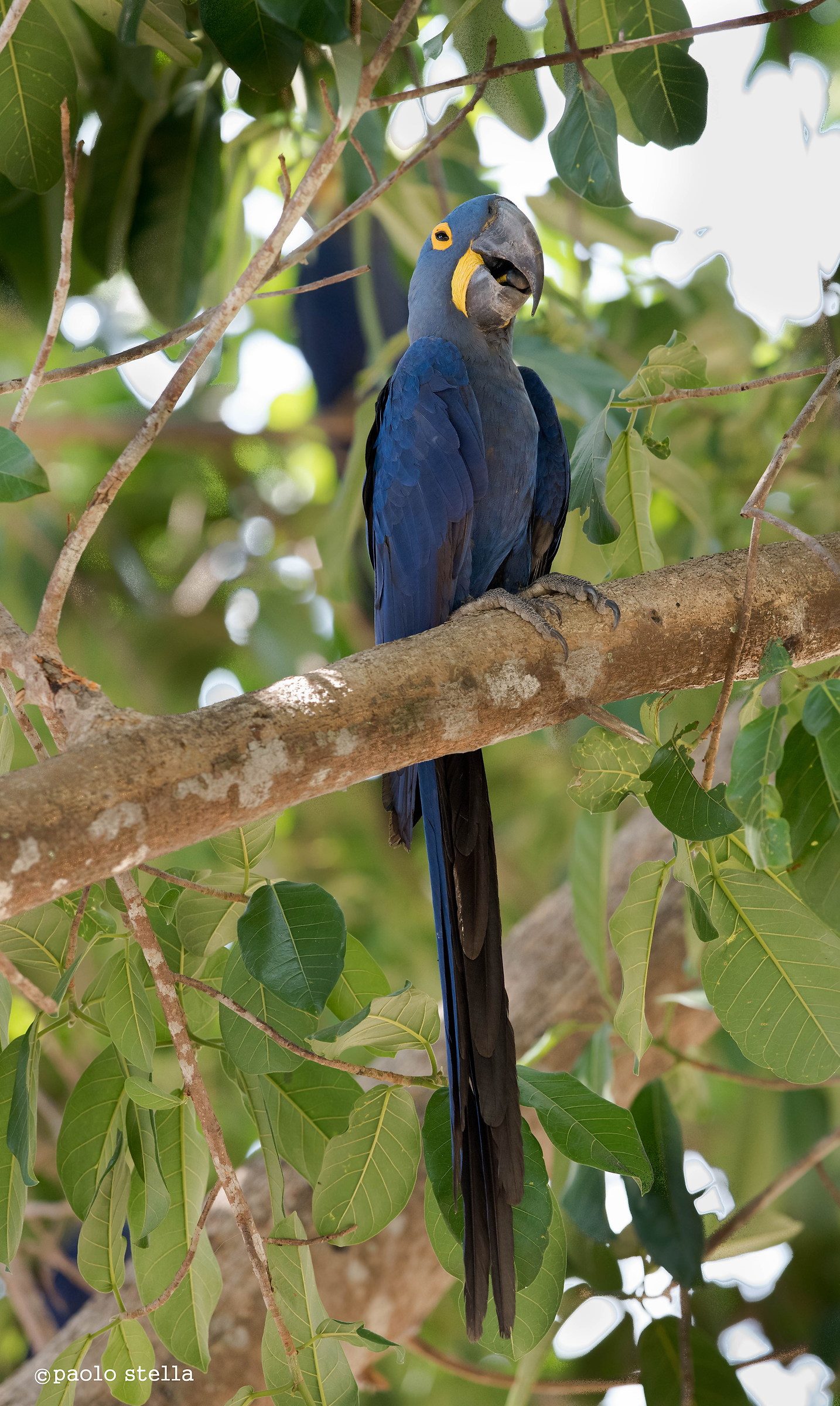 Hyacinth Macaw