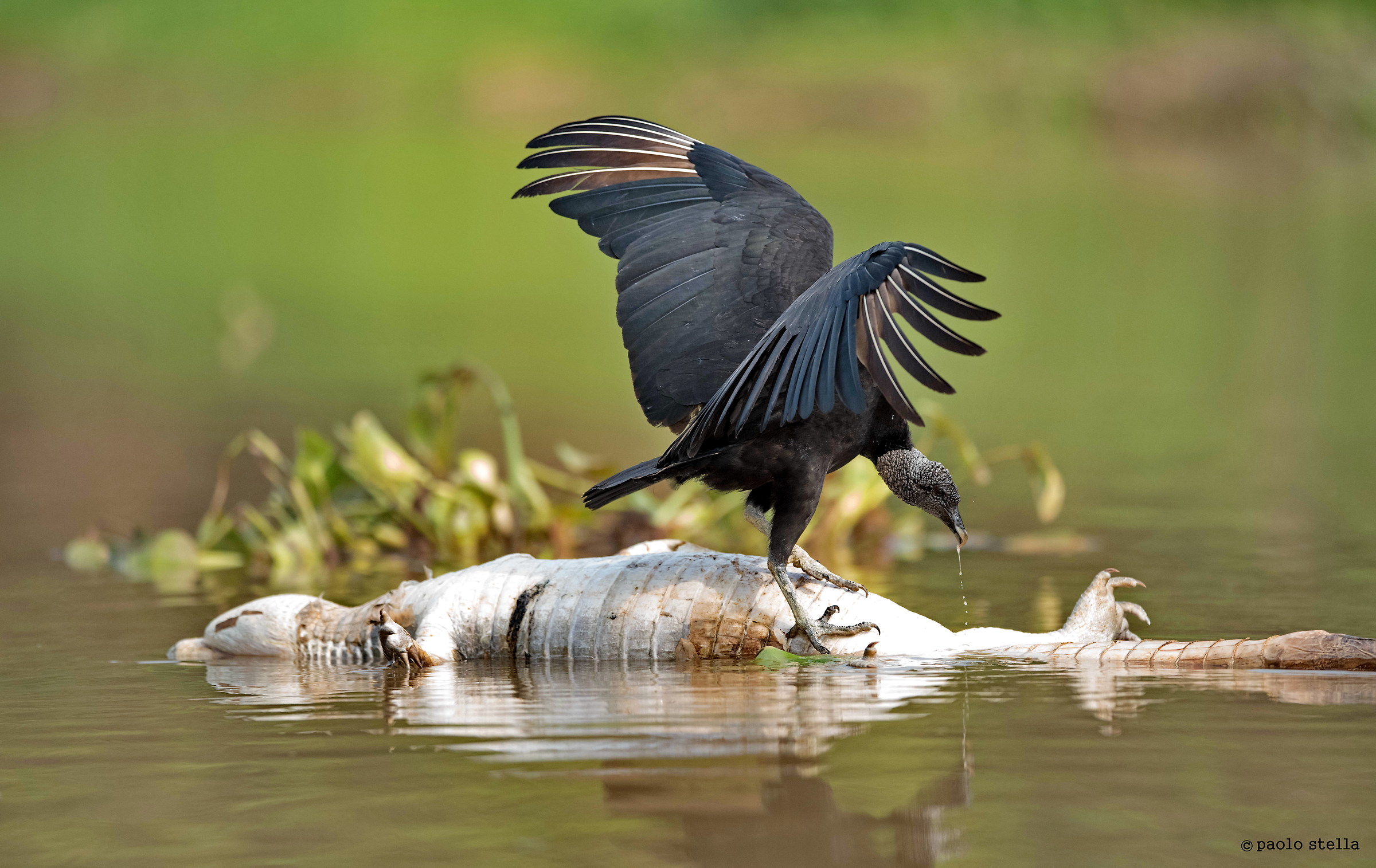 black vulture