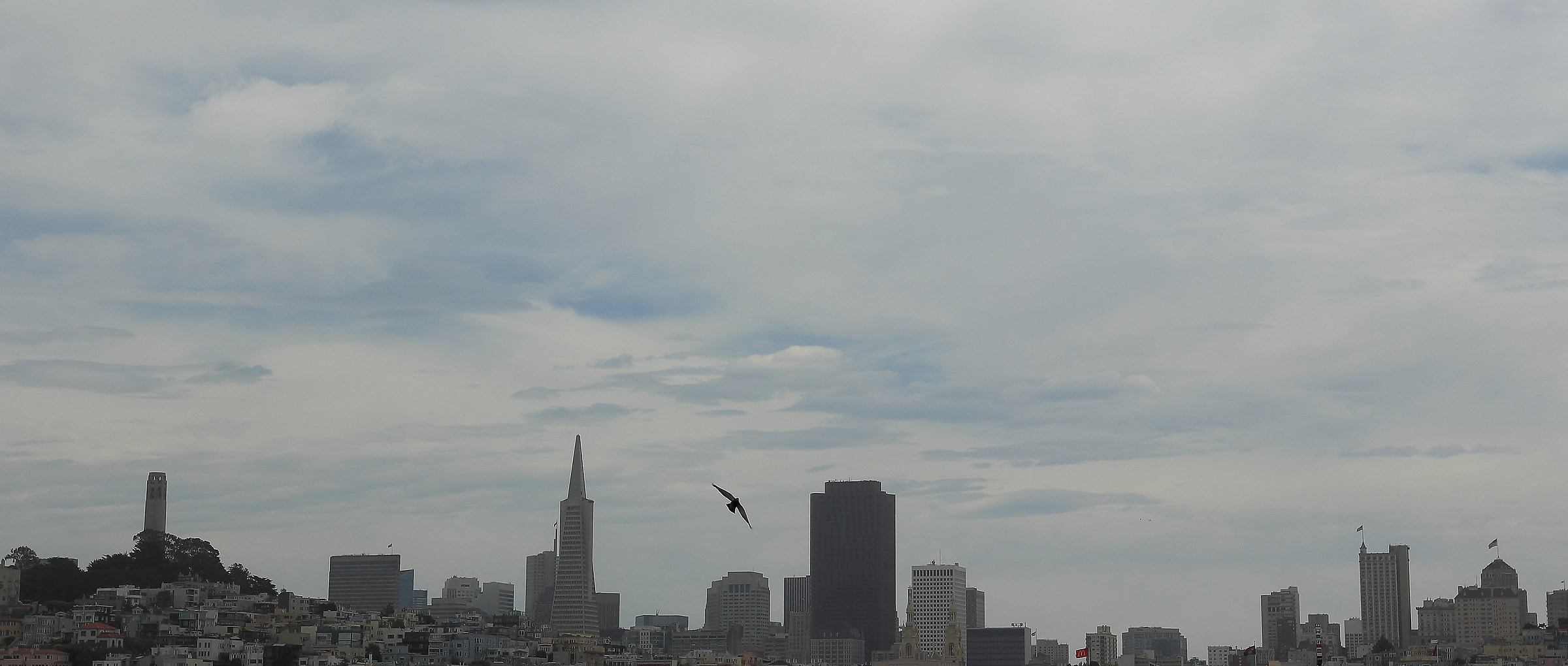 Seagull in San Francisco ..