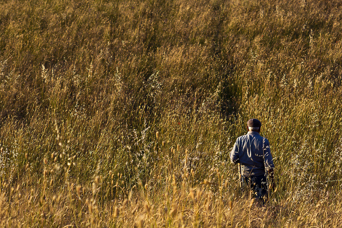 Into the field of gold