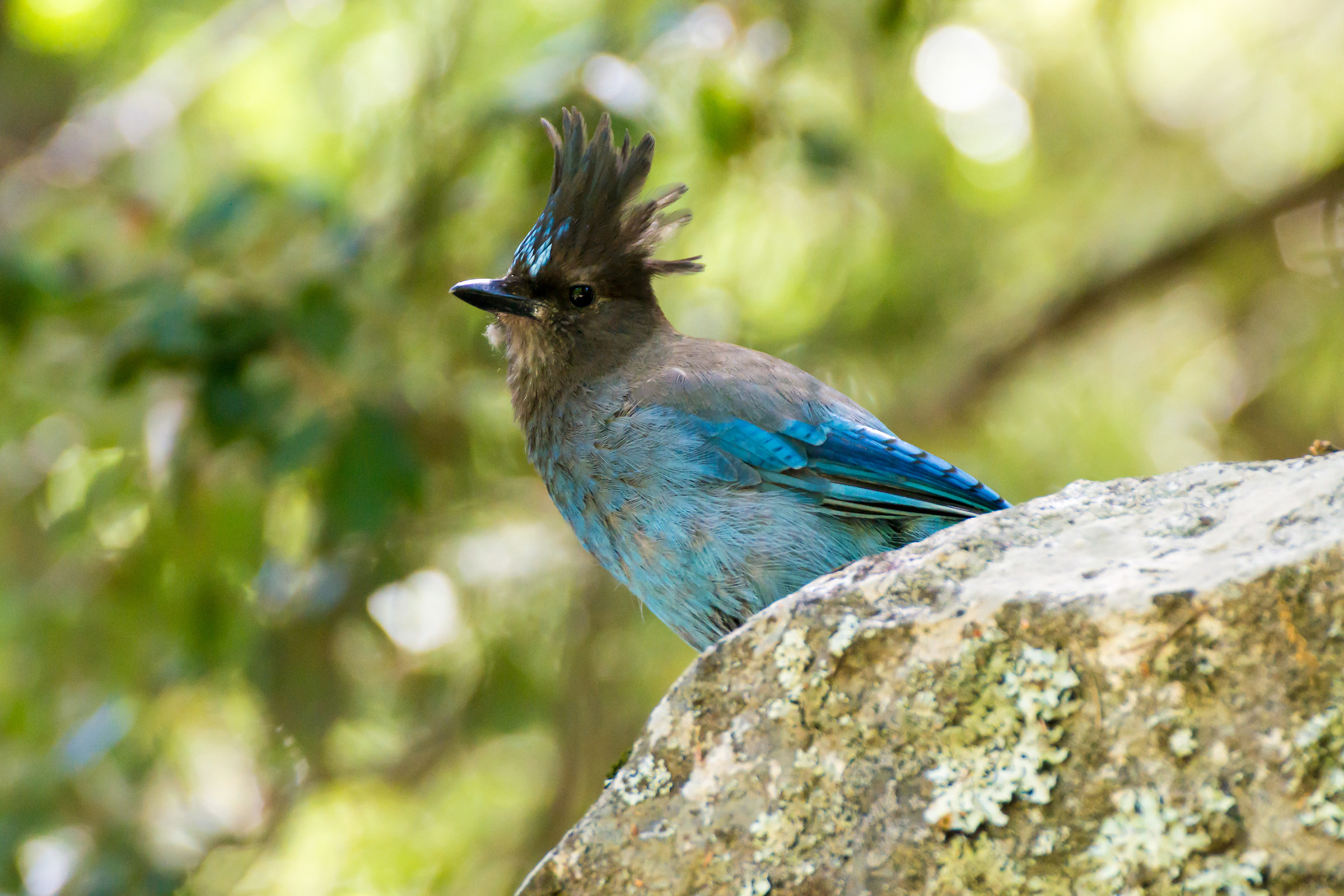 Steller's Jay