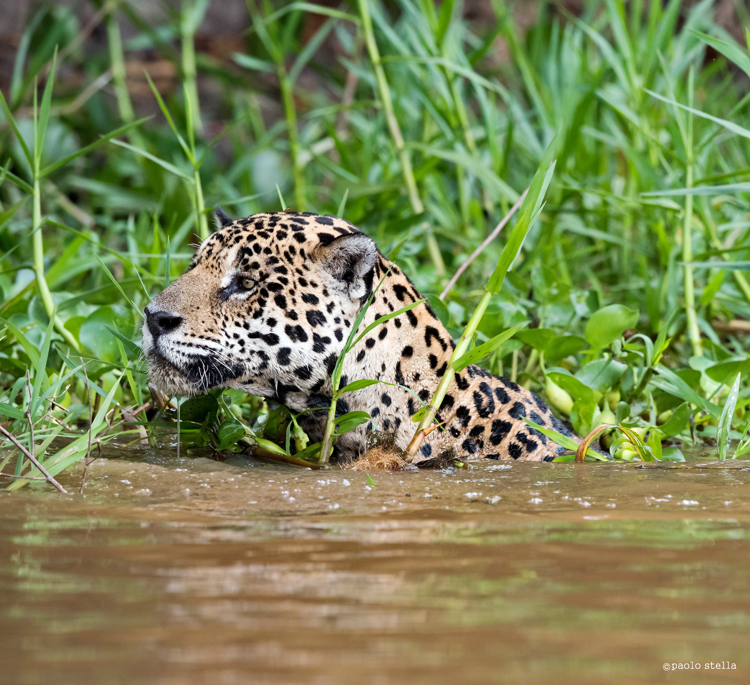 hunting in the river