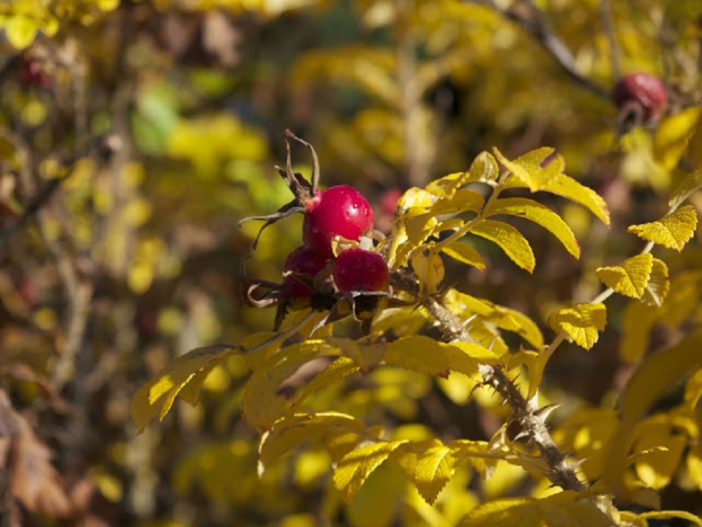 Rosa canina