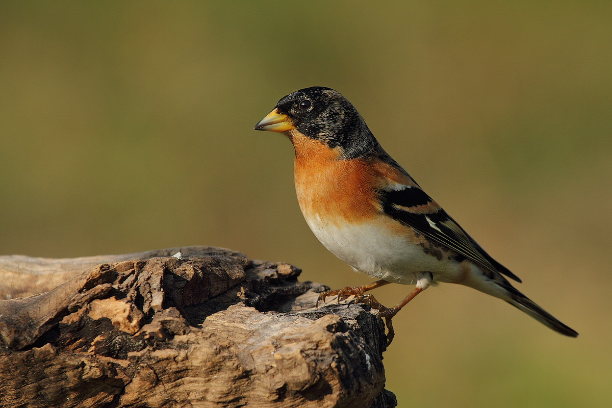 Brambling male