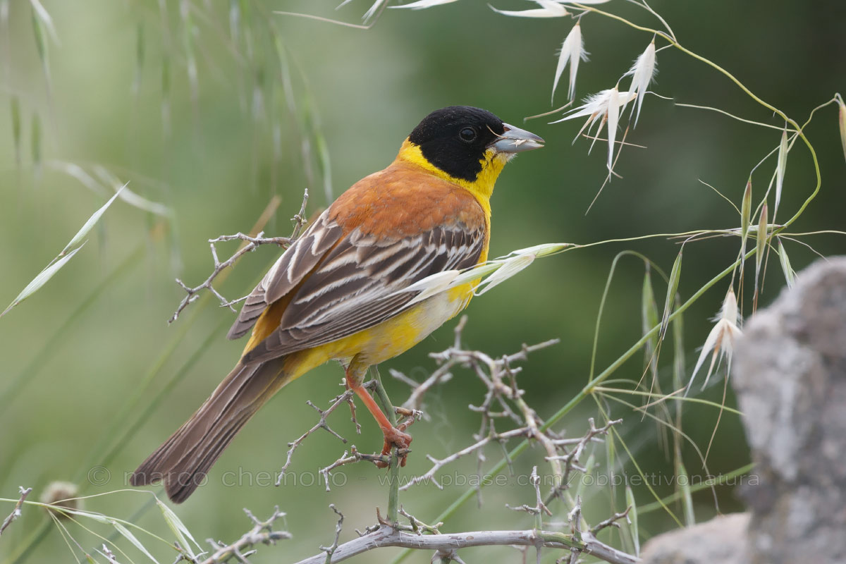 Black-headed Bunting