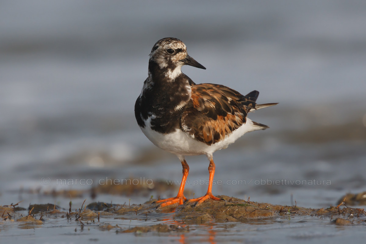 Ruddy Turnstone