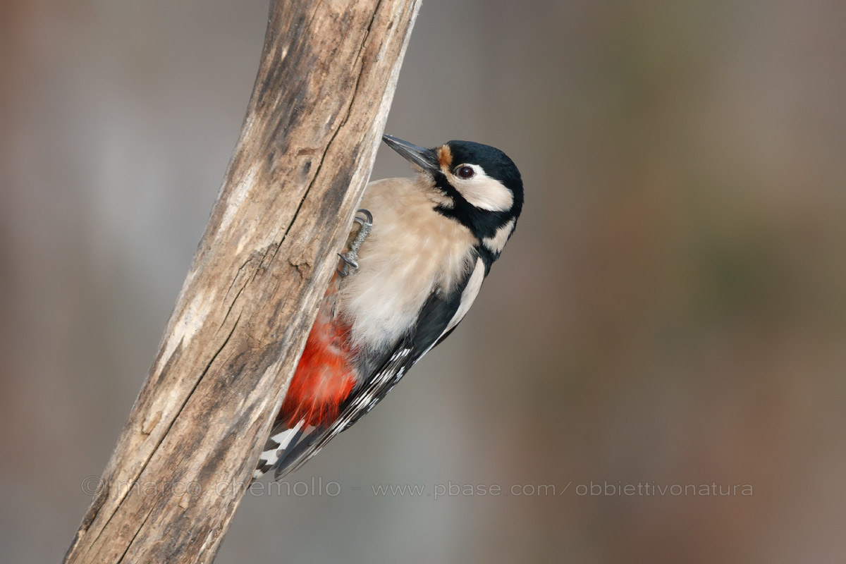 Woodpecker