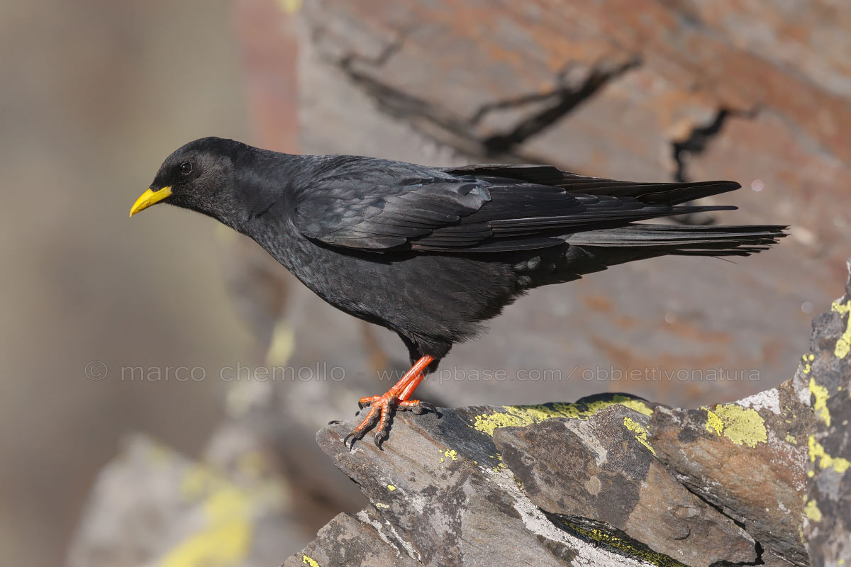 Alpine chough