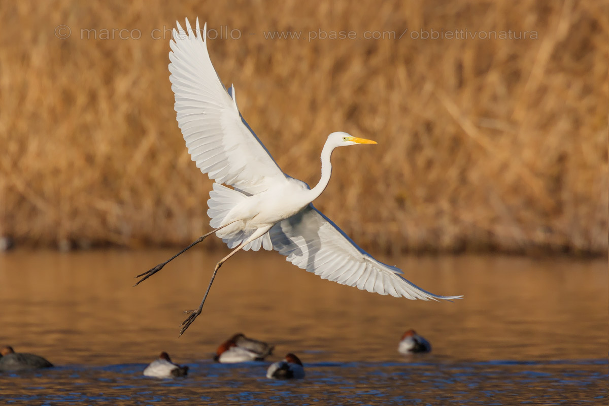 Great Egret