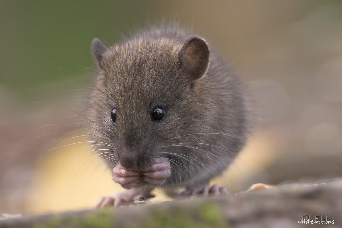 the little mouse in the morning