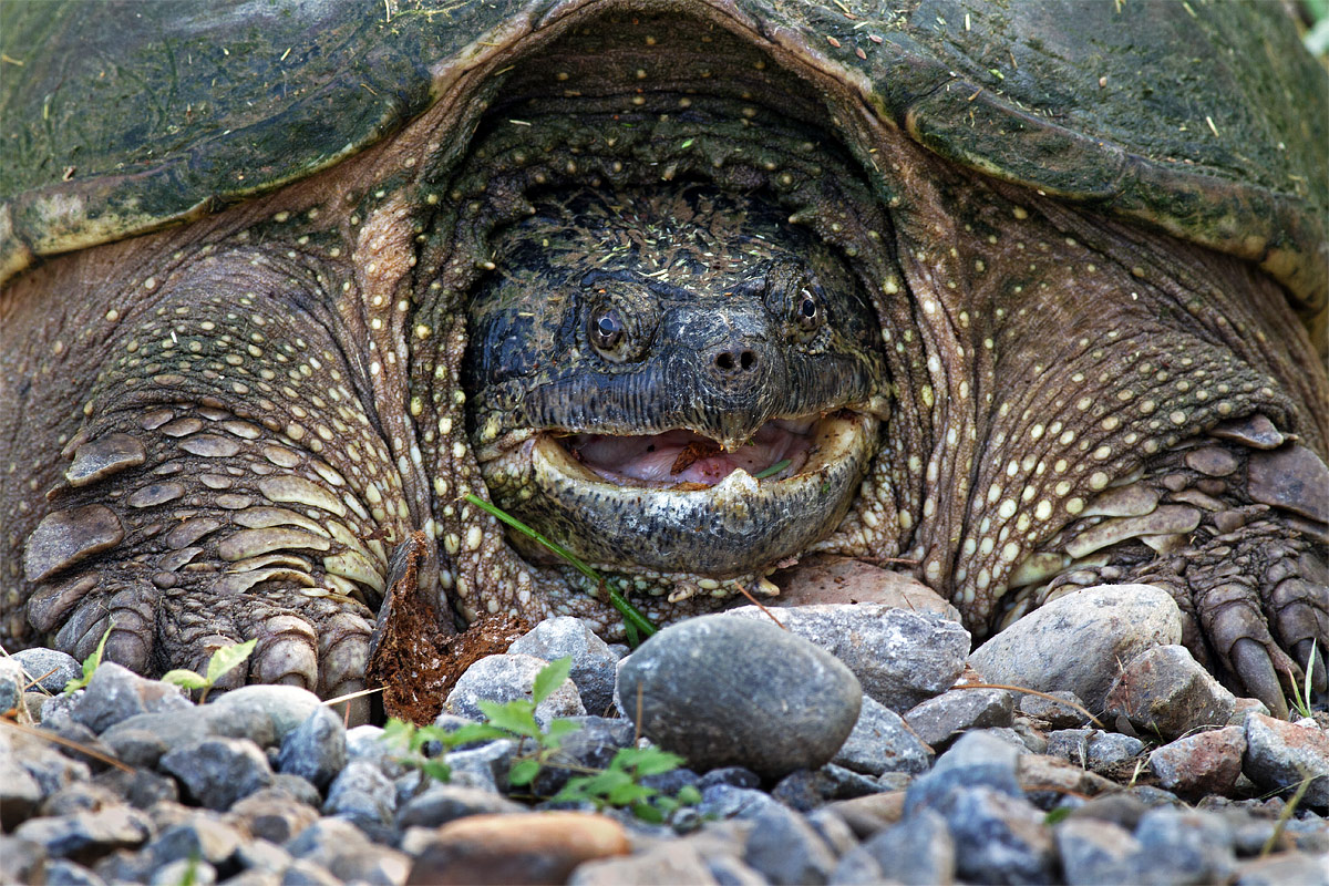 Snapping Turtle