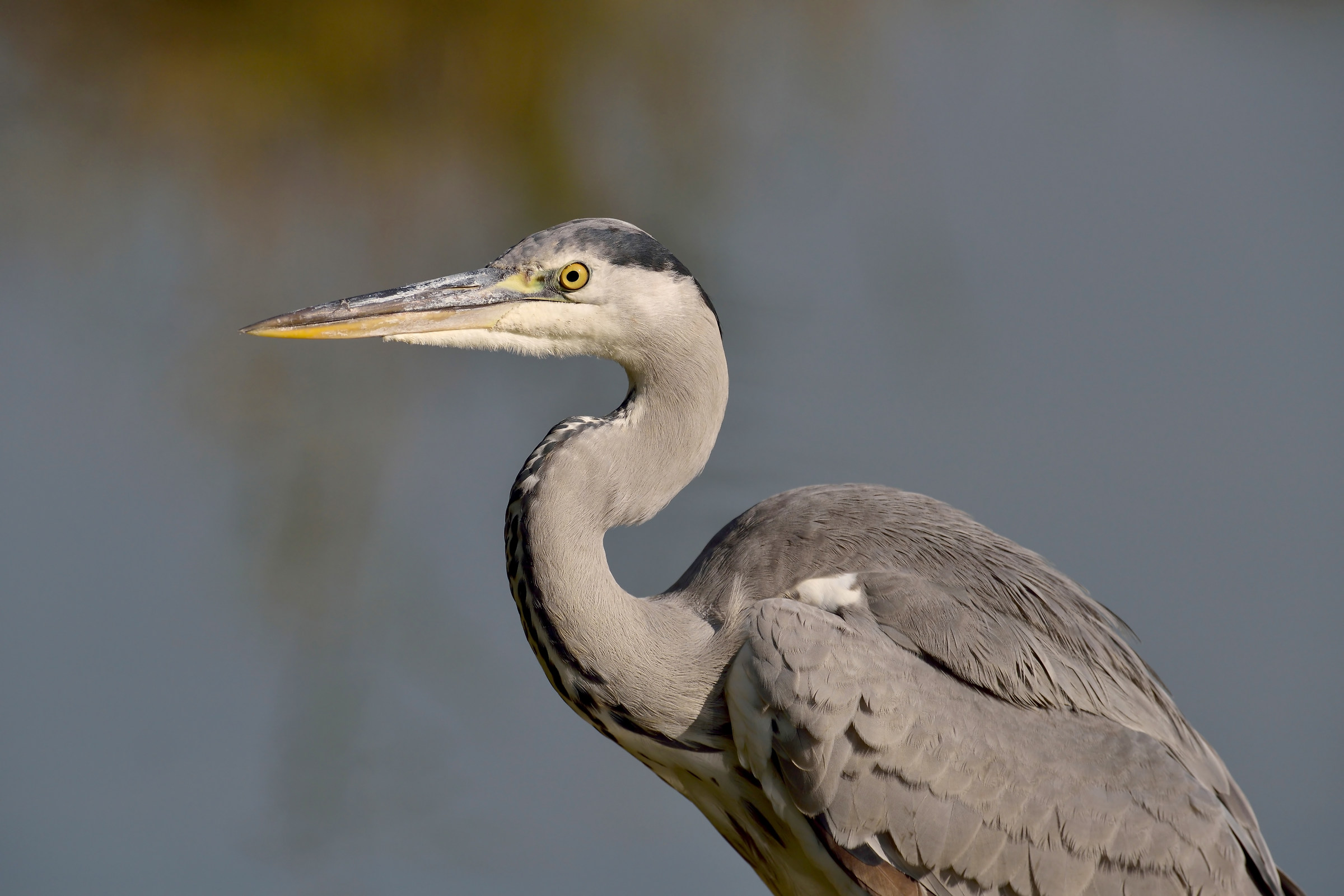 Grey Heron