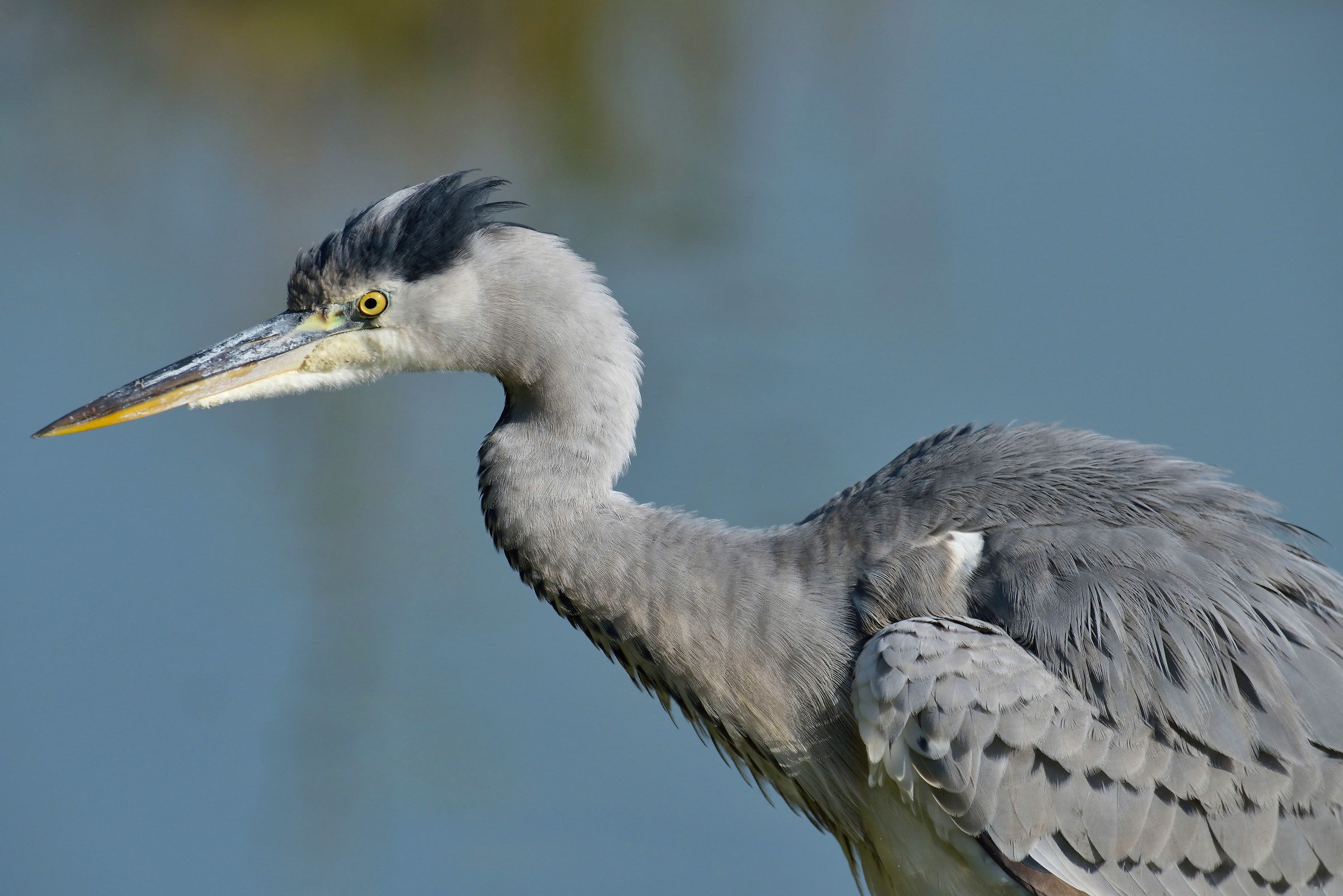 Grey Heron