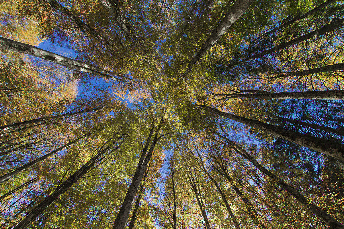 Beech Cansiglio plain