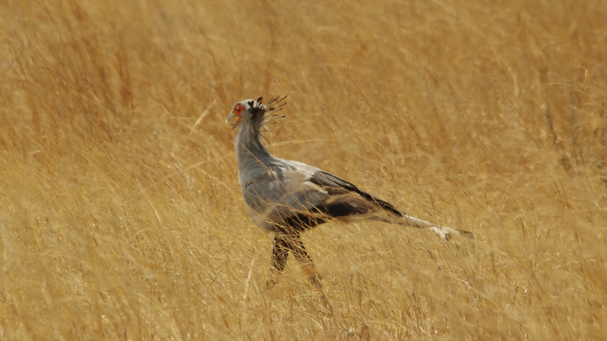 uccello segretario Zimbabwe