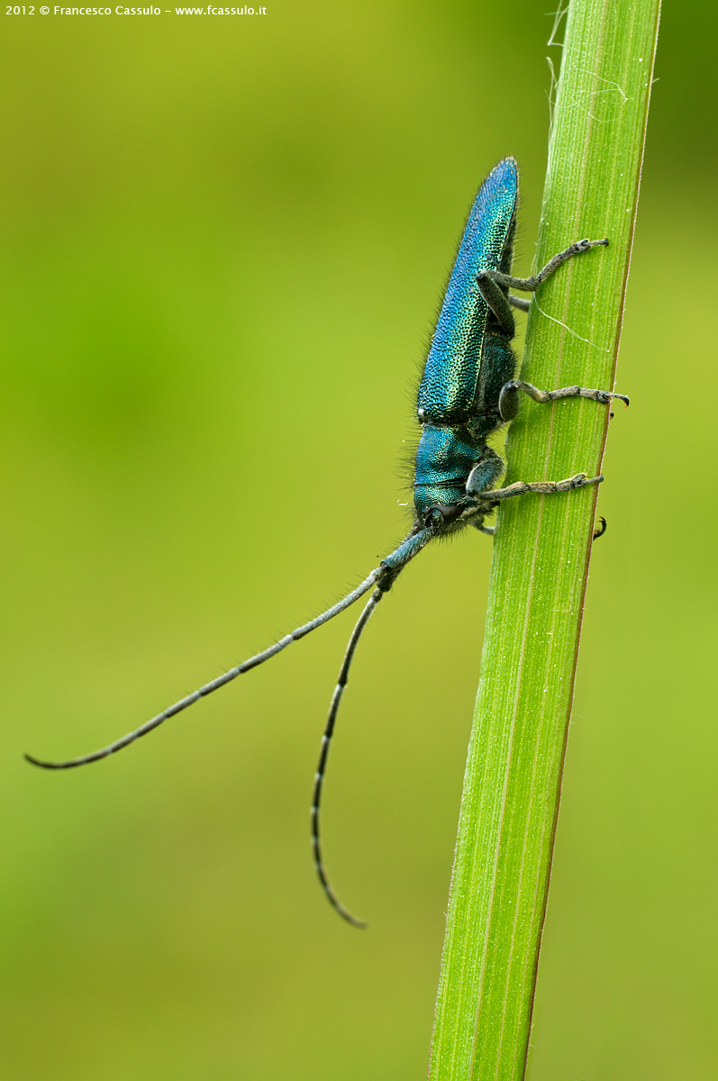 Agapanthia violacea (Fabricius, 1775)