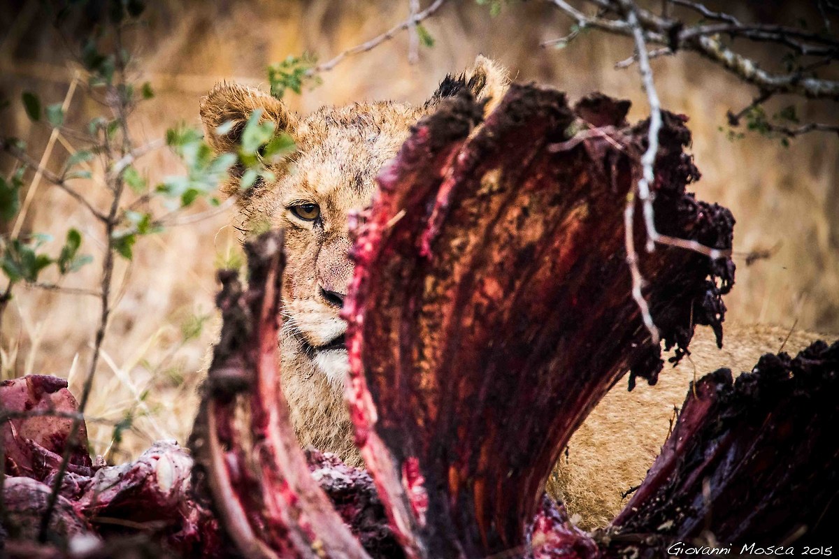 Buffalo ribs (Color)