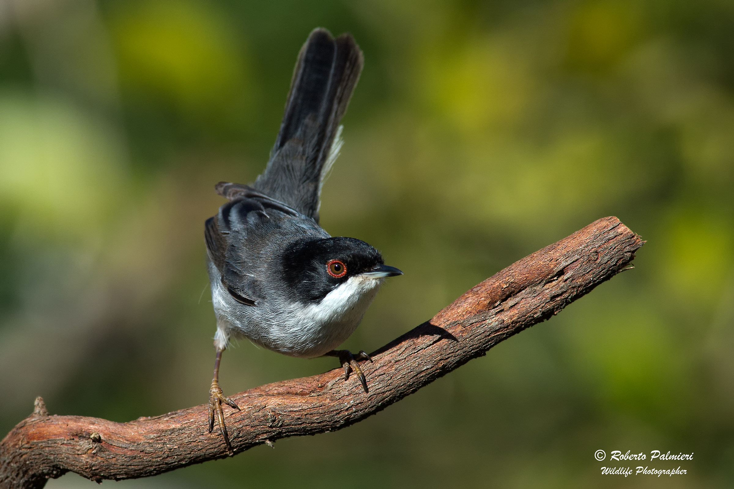 Warbler (Sylvia melanocephala)