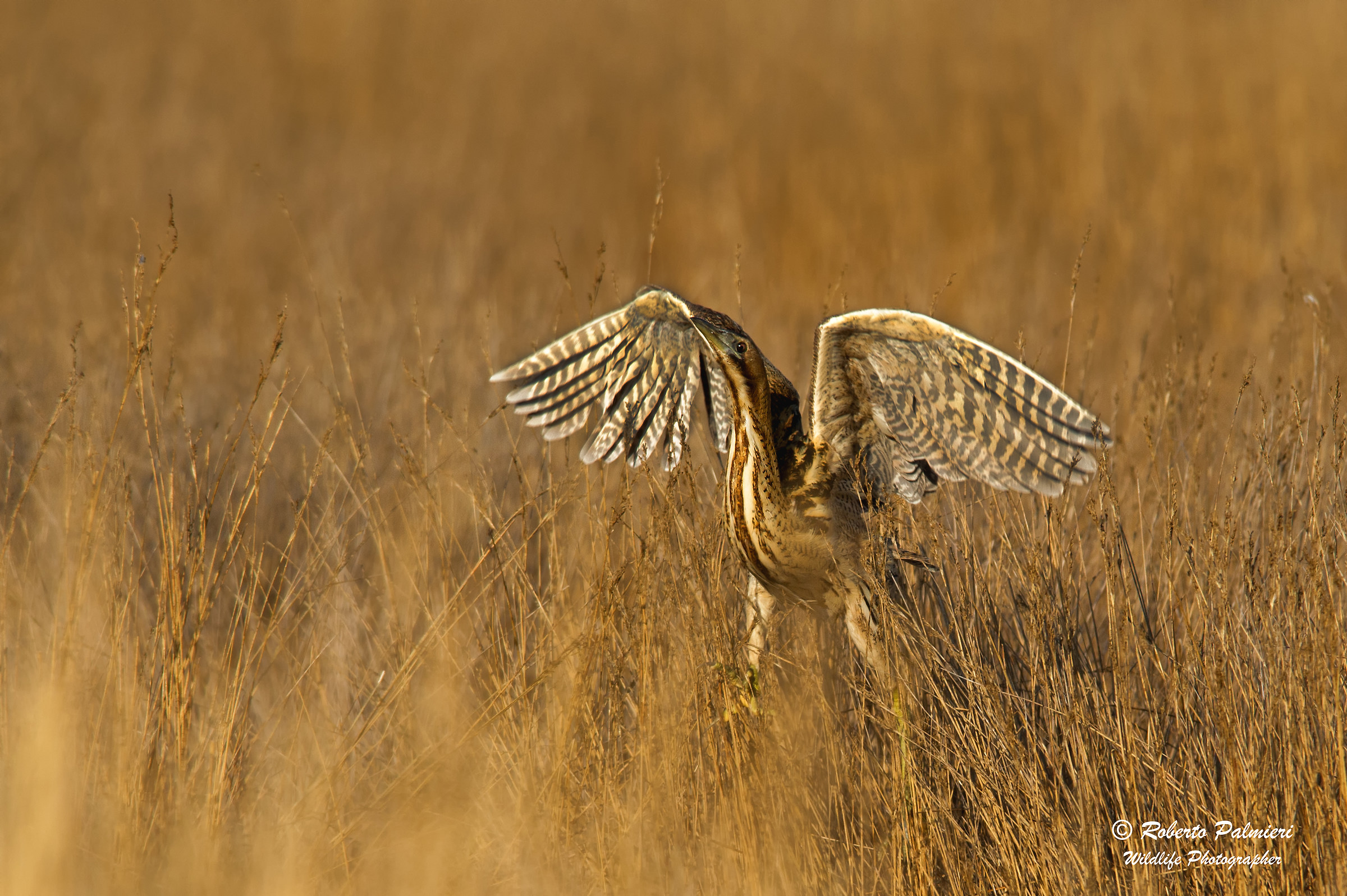 Bittern (Botaurus Stellaris) Ready for takeoff